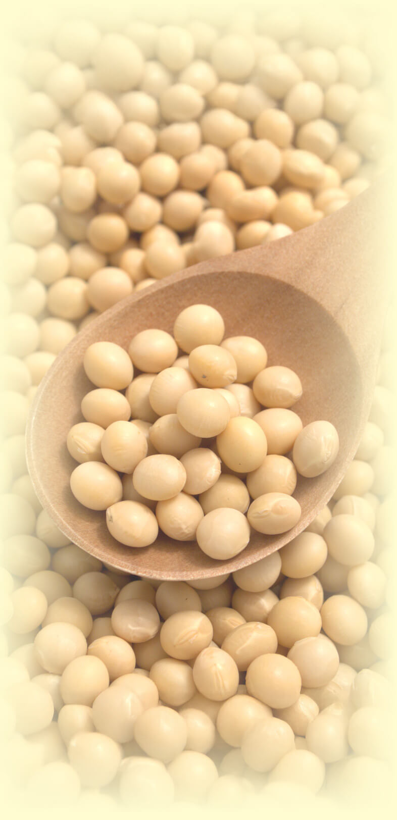 マメ・リズム スポーツ