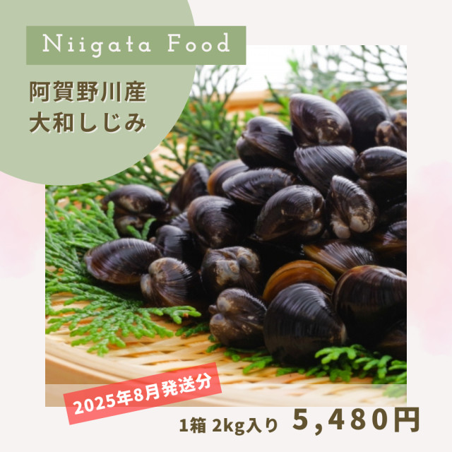 【2025年8月発送分】阿賀野川産！特大サイズの大和しじみ1