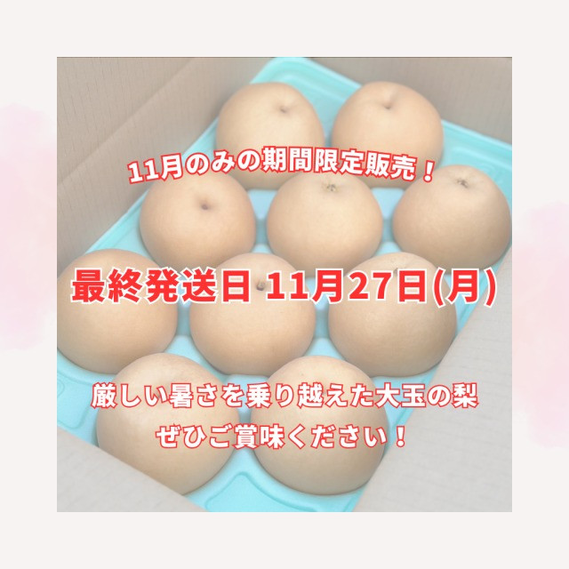 【11月限定販売！】新潟産 新興梨／1箱3kg(5～7玉)入り4